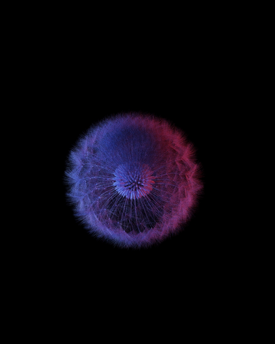 Dandelion